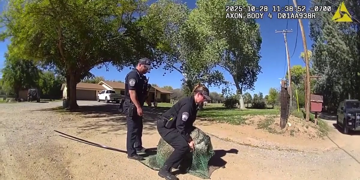 Runaway emu creates stir in northern Arizona city