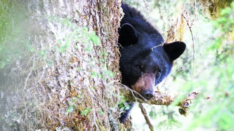 A black bear pokes its head out from behind a tree after climbing it. Olympic National Park, Washington