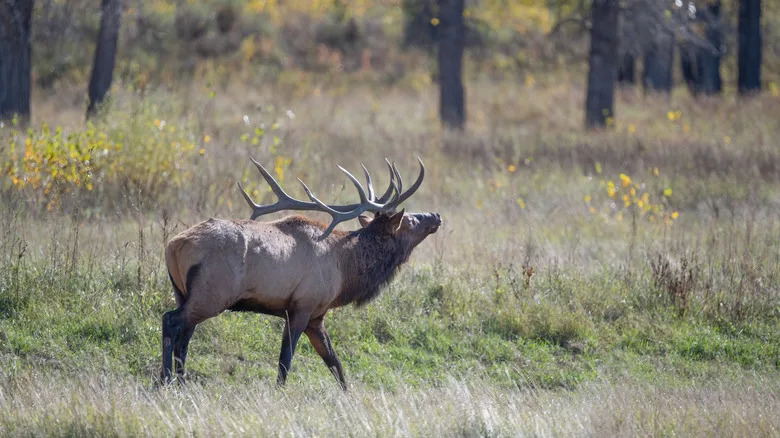 A lone bull elk with large antlers lifts head to bellow in an open field