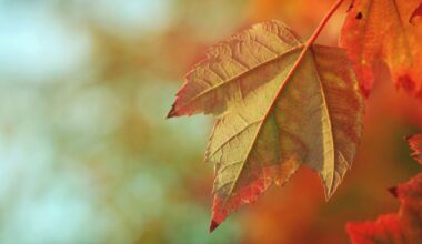 Fall Fell Way Too Soon