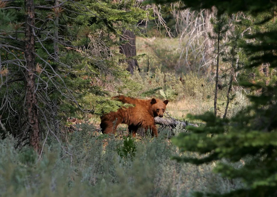A bear entered a home near Lake Tahoe in search of food, injuring an elderly couple (Getty Images)