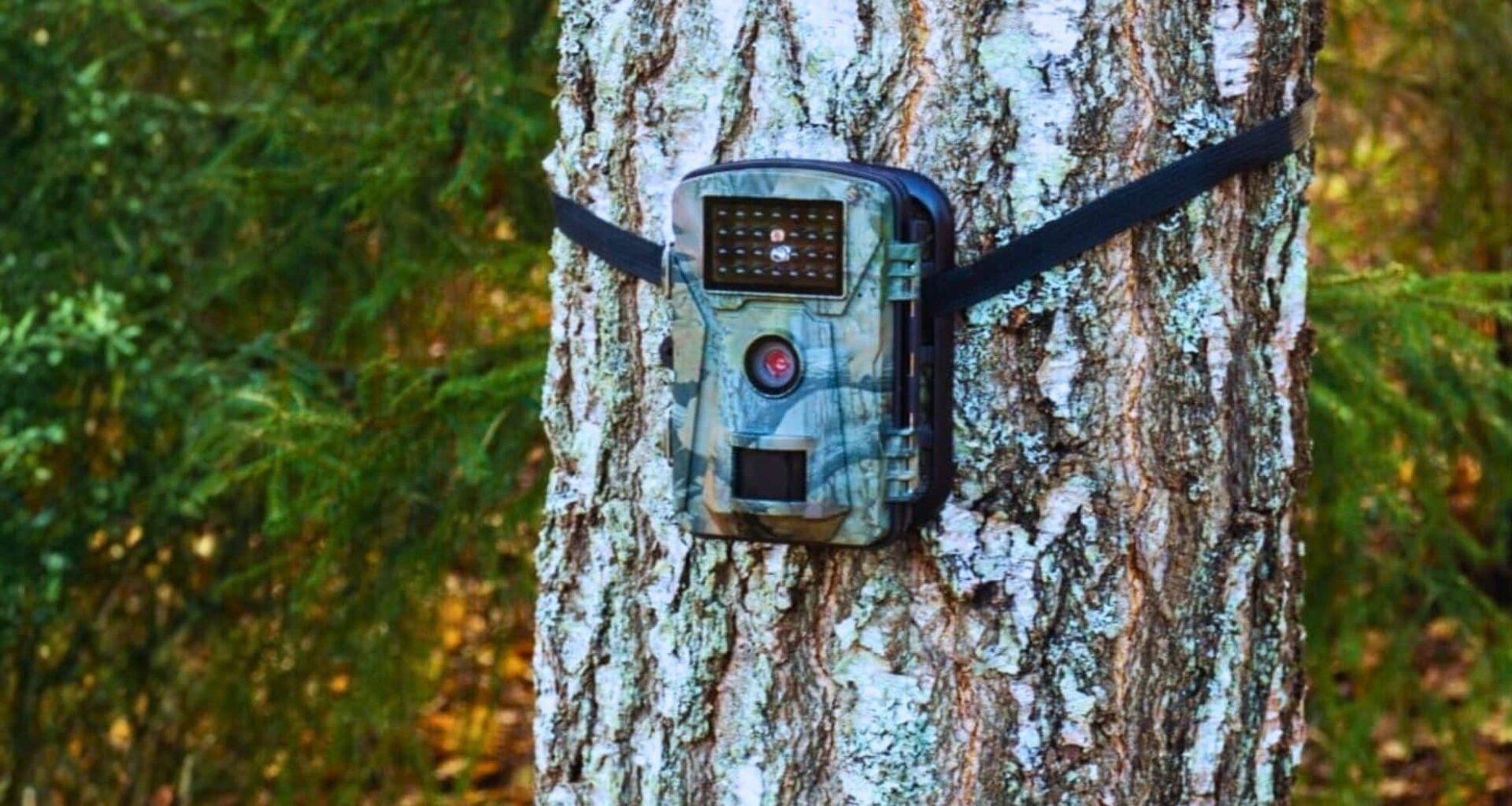 After 100 Years Of Silence, A Forgotten Species Has Returned