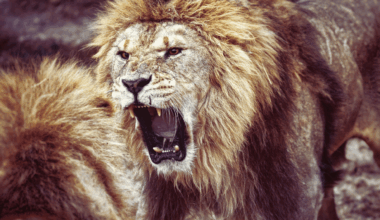 Ai Just Uncovered Lions Have A Secret Roar – And It Could Save Them!