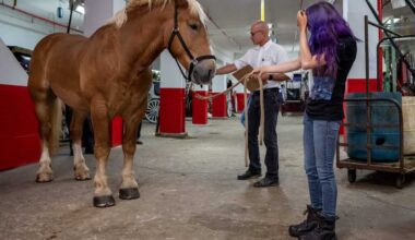 Union for horse-carriage drivers sue NYCLASS over “malicious lies” about animal abuse