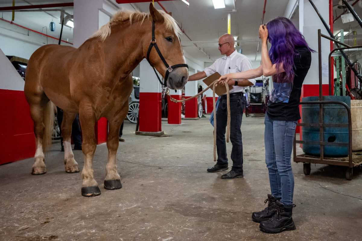 Union for horse-carriage drivers sue NYCLASS over “malicious lies” about animal abuse