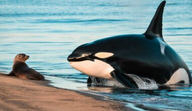 An Orca Chasing A Seal Outside Of Water