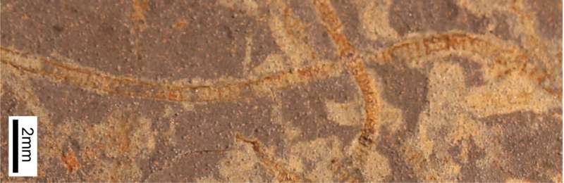 MSU researcher Katie Maloney contributed samples of rare, exceptionally well-preserved seaweed fossils (e.g., macroscopic algae) from Yukon Territory, Canada. These fossils are almost one-billion years old and represent one of the first seaweeds known in the fossil record when most life still needs to viewed through a microscope. Credit: Katie Maloney Ancient chemical clues reveal Earth's earliest life 3.3 billion years ago