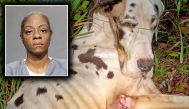 Florida woman arrested for abandoning 'severely neglected' Great Dane on Jacksonville road