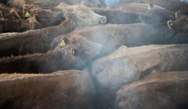 Trump calls for investigation into foreign meatpackers over U.S. beef prices