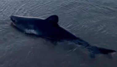 Woman walking her dogs on Oregon beach saves stranded shark, takes dramatic video of rescue