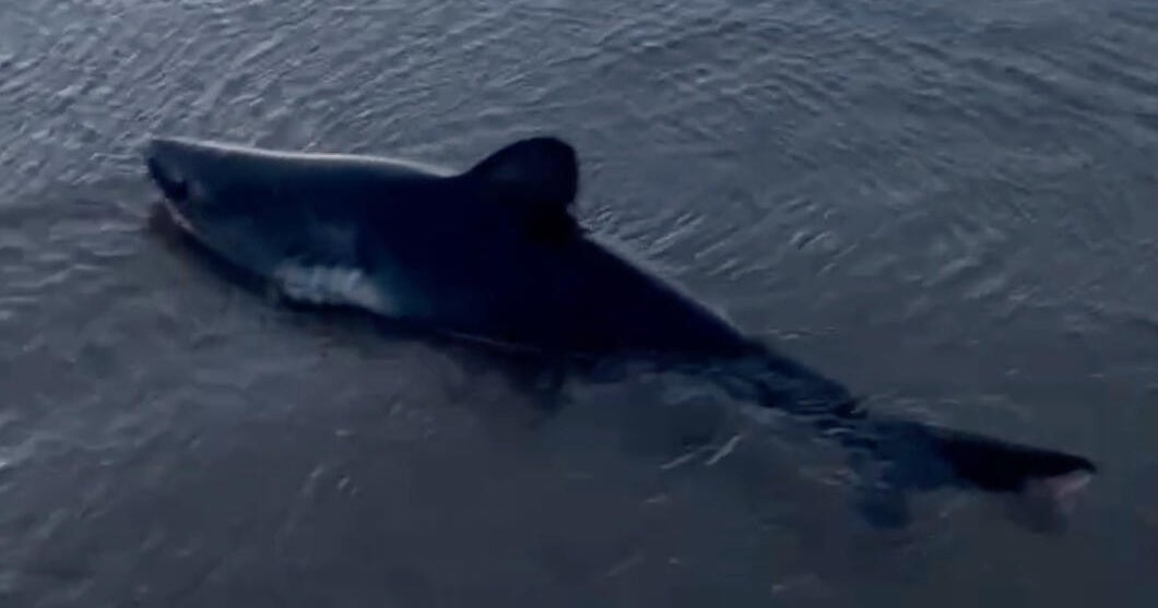 Woman walking her dogs on Oregon beach saves stranded shark, takes dramatic video of rescue