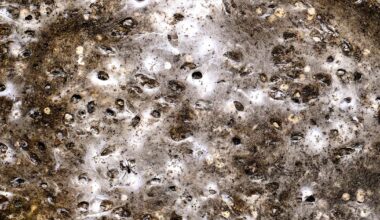 World's largest-known spider's web reveals different species "having a party" instead of preying on each other