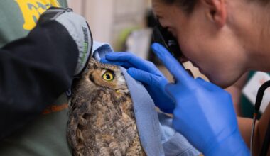 Owl partly covered in concrete after getting into cement mixer rescued in Utah