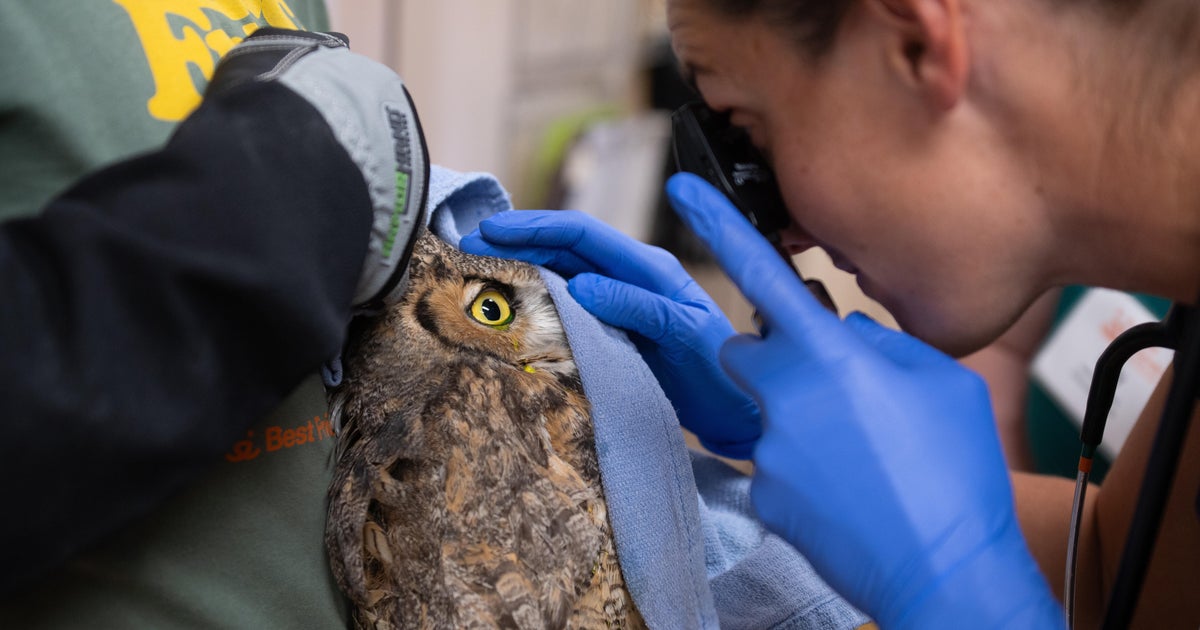 Owl partly covered in concrete after getting into cement mixer rescued in Utah