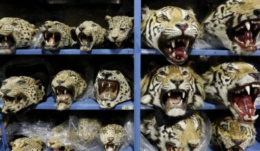 9 tigers seized every month as global trafficking crisis decimates big cat populations, report says