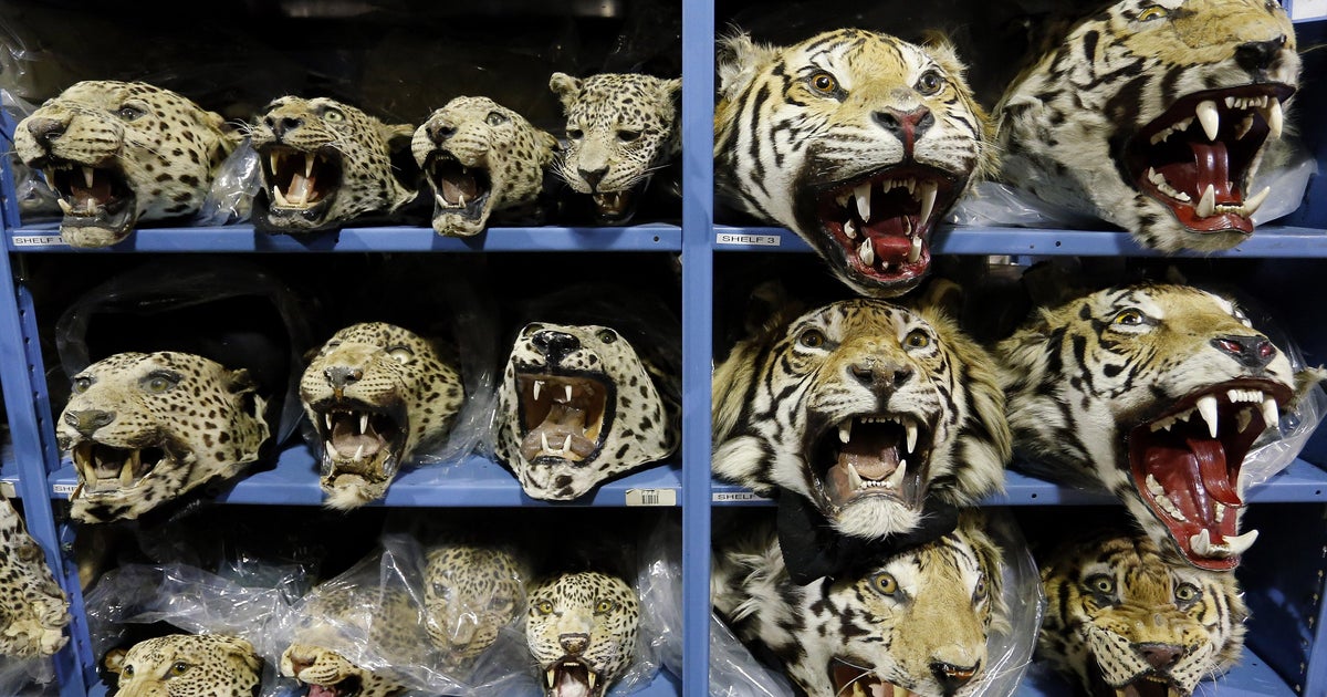 APTOPIX Endangered Species Warehouse Photo Gallery