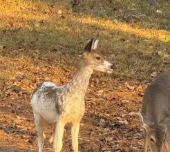 Unusual Piebald Deer Spotted In Vicinity Of Gann Store Road