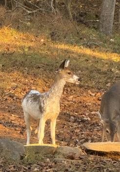 Unusual Piebald Deer Spotted In Vicinity Of Gann Store Road