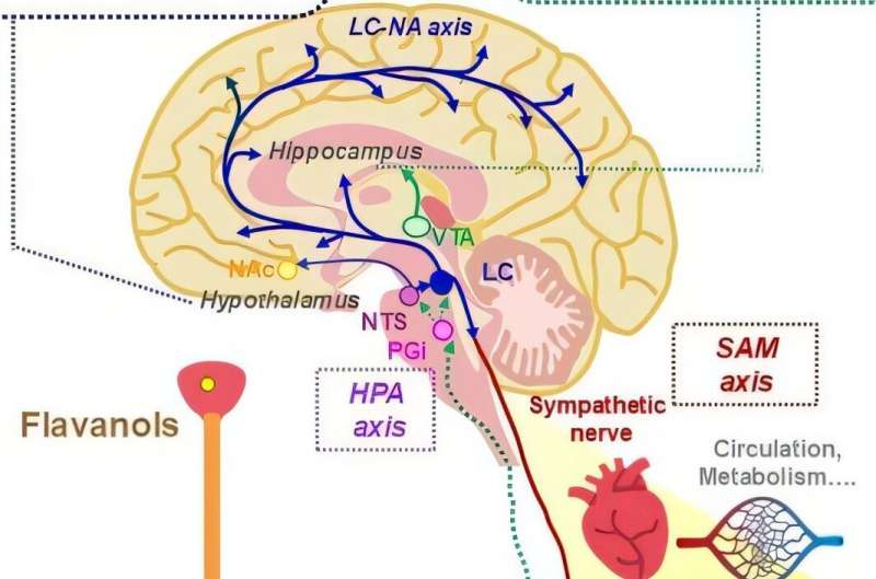 Astringent, sharper mind: Flavanols trigger brain activity for memory and stress response