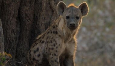 New Attenborough doc captures lion saving pregnant hyena from wild dogs