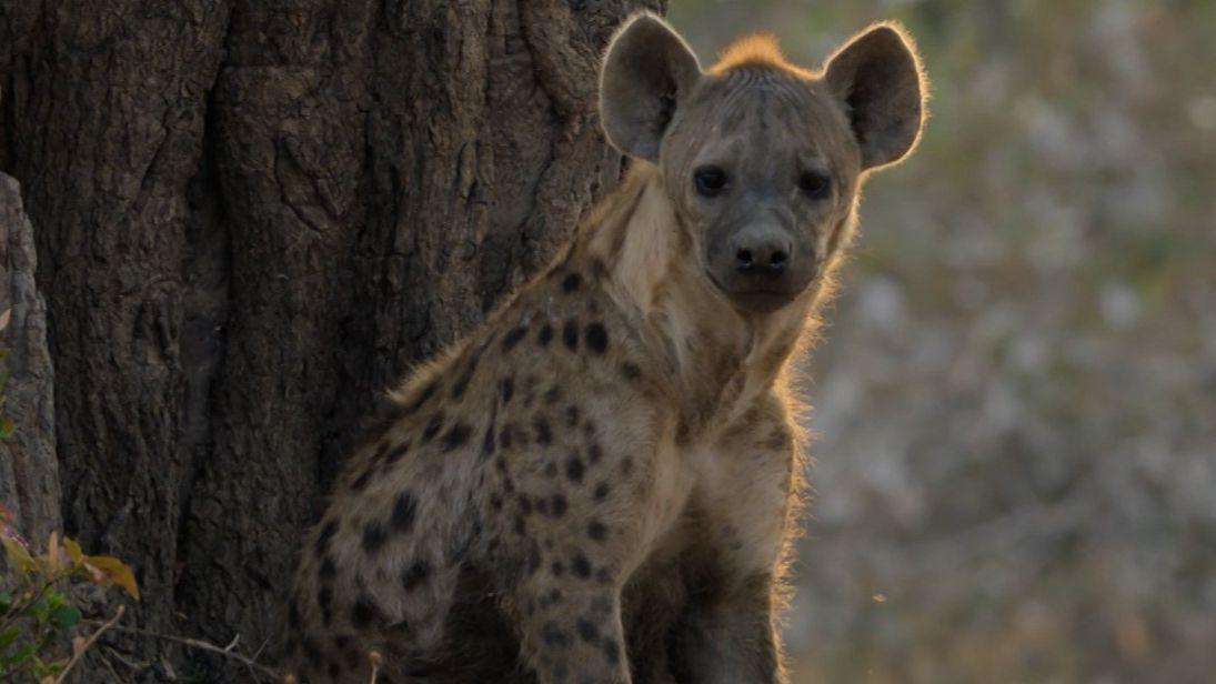 New Attenborough doc captures lion saving pregnant hyena from wild dogs