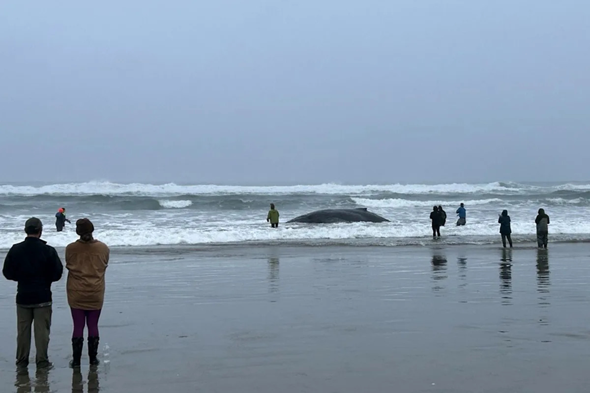 Young Humpback Whale Stranded on Beach After Getting Caught in Fishing Lines as Crowds Battle Surf to Help (Exclusive)