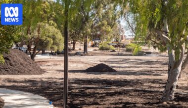 Council discovers 46 trees mistakenly cut down during park redevelopment