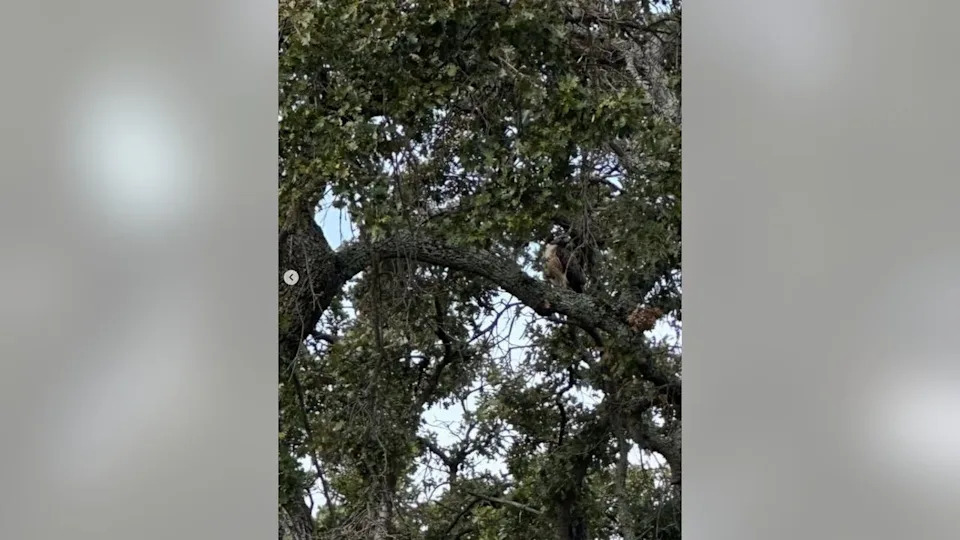 <div>Photos courtesy Contra Costa County Fire Protection District.</div>