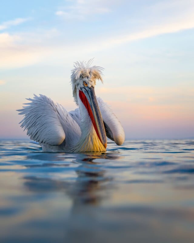 A Dalmatian pelican with ruffled feathers floats on calm water at sunset, with soft pastel colors in the sky and its reflection visible on the water’s surface.