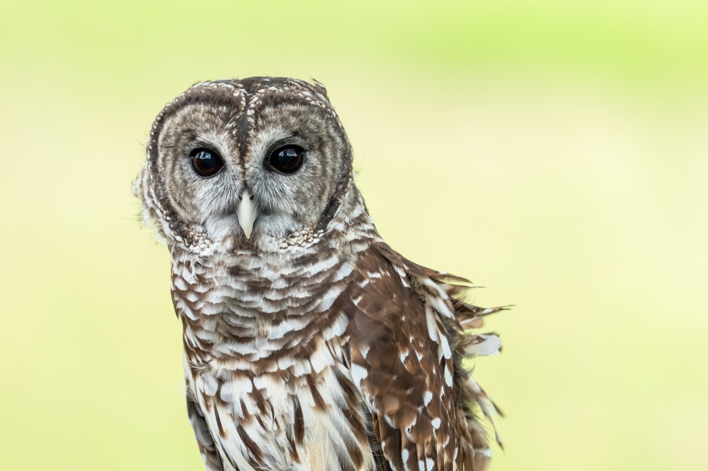 A barred owl with dark eyes and a light beak, showing its mottled brown and white feathers against a soft yellow-green background.
