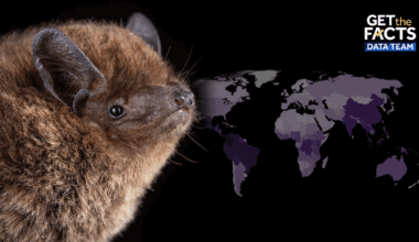 Scientists discover 1,500th species of bat