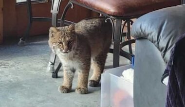 Bobcat wanders into home in Hebron, New Hampshire