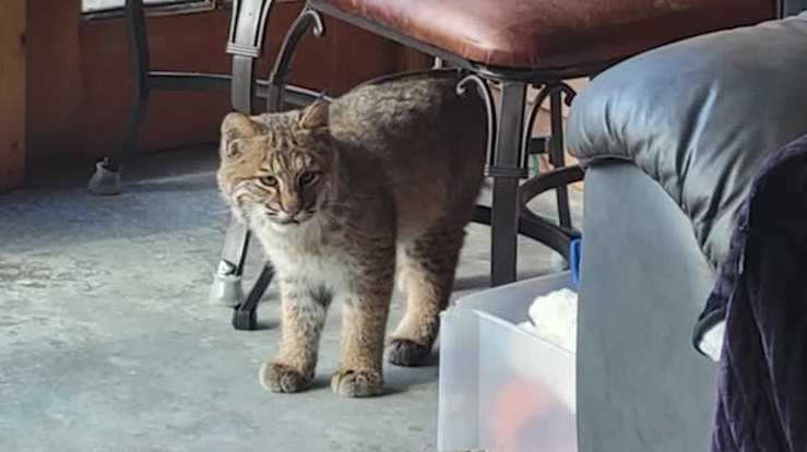 Bobcat wanders into home in Hebron, New Hampshire