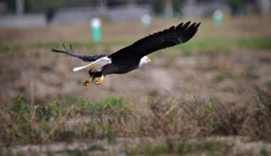 Bald eagle frequently visiting new Houston-area development