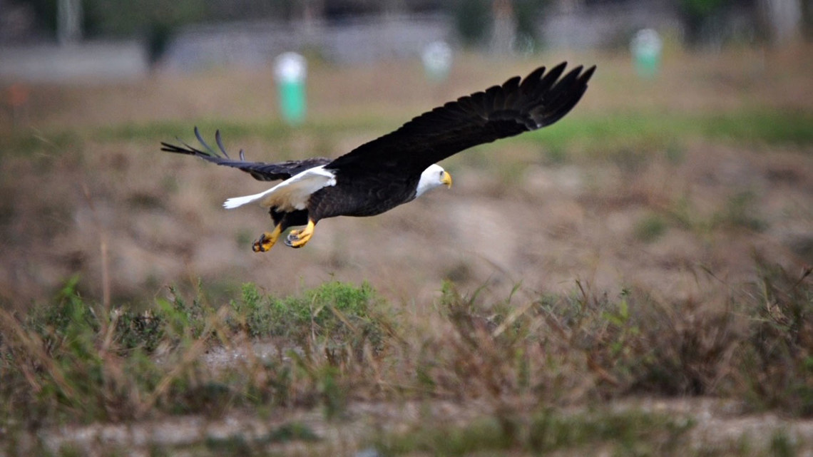 Bald eagle frequently visiting new Houston-area development