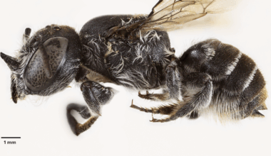 Scientists discover new "lucifer" bee with devil-like horns lurking in critically endangered wildflower in Australia