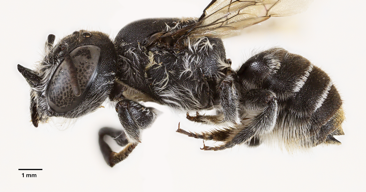 Scientists discover new "lucifer" bee with devil-like horns lurking in critically endangered wildflower in Australia