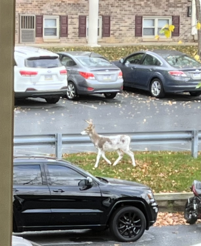 A piebald deer was spotted at a Berks County apartment complex over the weekend.