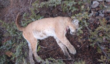 Mountain lion killed illegally near Almont, Colorado