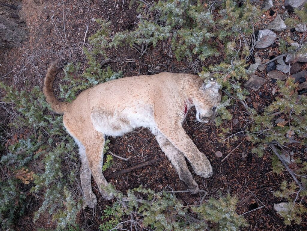 Mountain lion killed illegally near Almont, Colorado