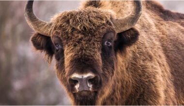 Massive Bison Charges Tourists In Wild Video: WATCH