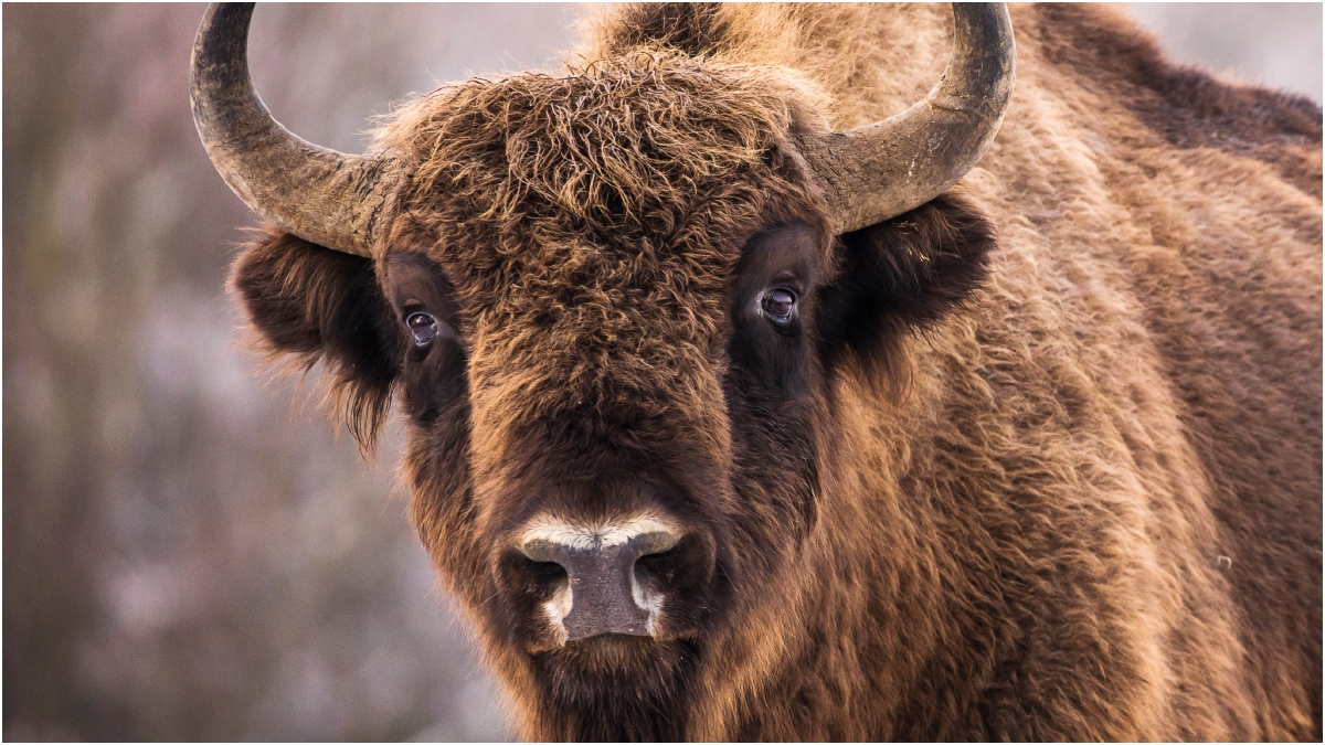 Massive Bison Charges Tourists In Wild Video: WATCH