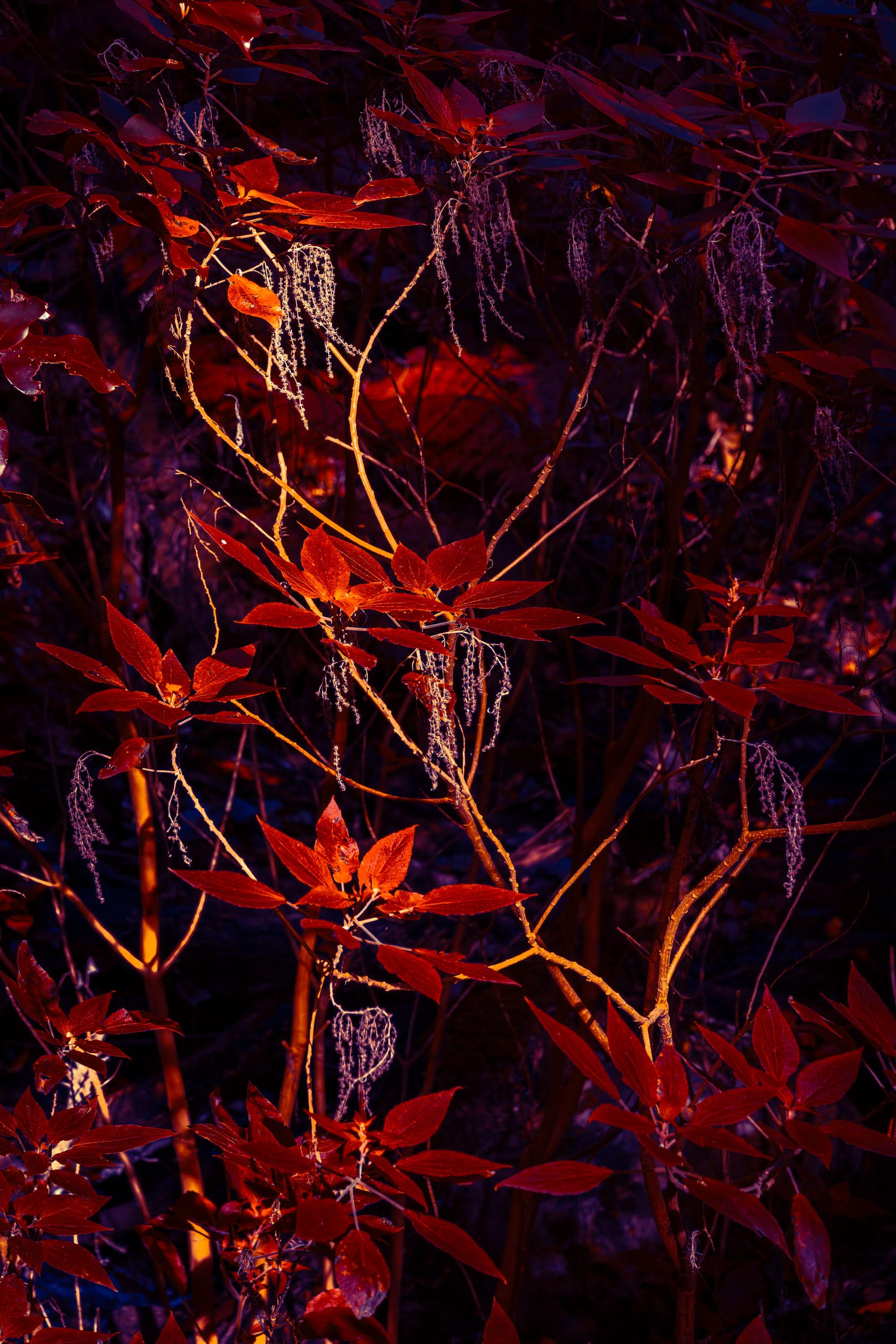 a photograph of leaves and branches in bright red