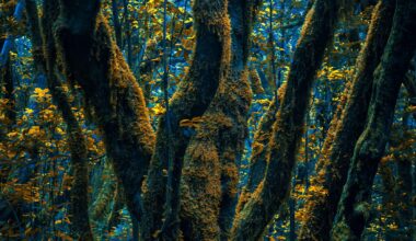 a photograph of a forest with uncanny colors in teal and yellow