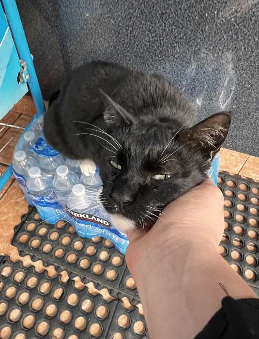 black cat on water bottles enjoying a pet
