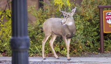 Cowboy State Daily logo