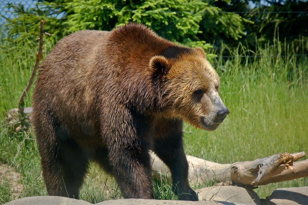 Brown bear