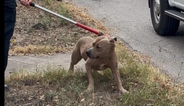 Female mail driver hospitalized in critical condition after dog attacks her in San Antonio, SAPD says