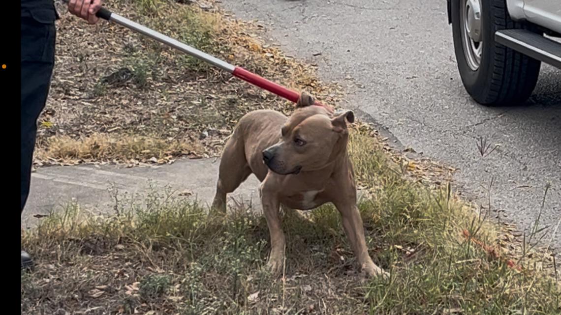 Female mail driver hospitalized in critical condition after dog attacks her in San Antonio, SAPD says