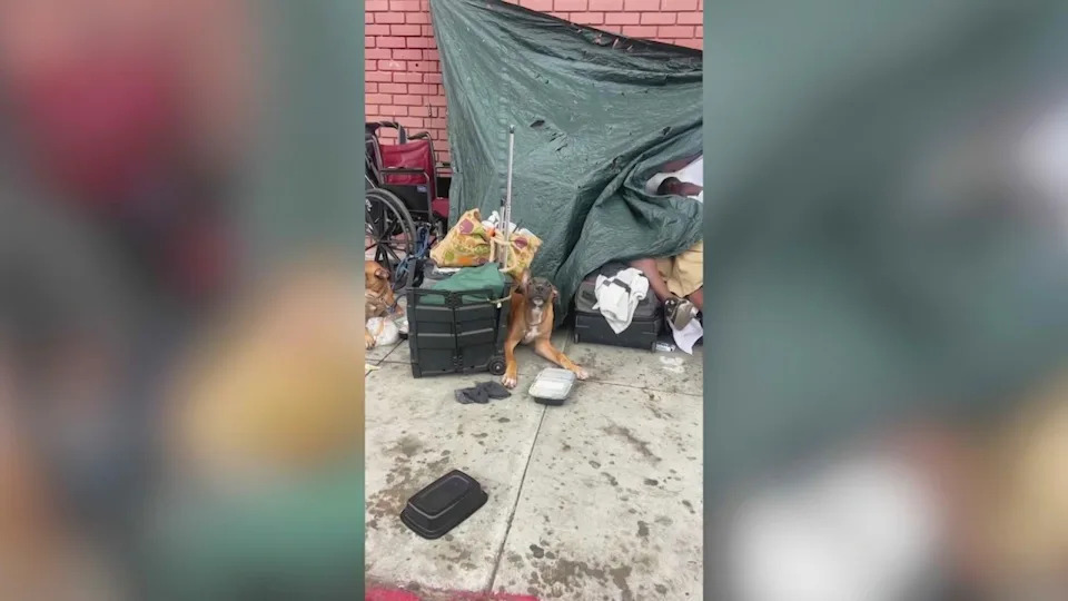 Animal advocates say they’re seeing a disturbing increase in dogs being abused, neglected and even set on fire at homeless encampments across Los Angeles. (KTLA)